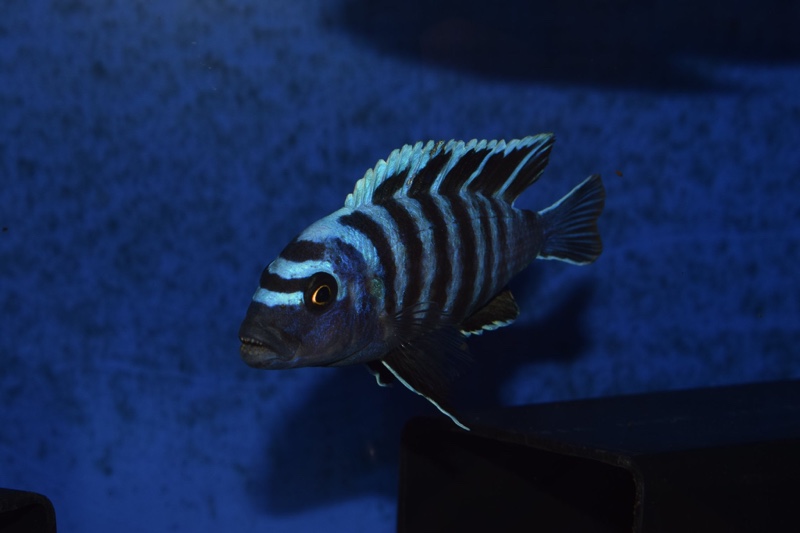 Cynotilapia zebroides 'Lupingu'